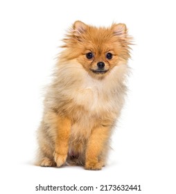 Pomeranian Dog Isolated On White