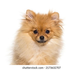 Pomeranian Dog Isolated On White