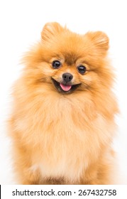 Pomeranian Dog Isolated On White.