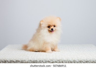 33,159 Pomeranian dog white background Images, Stock Photos & Vectors ...