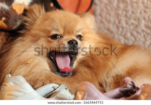 pomeranian shoes