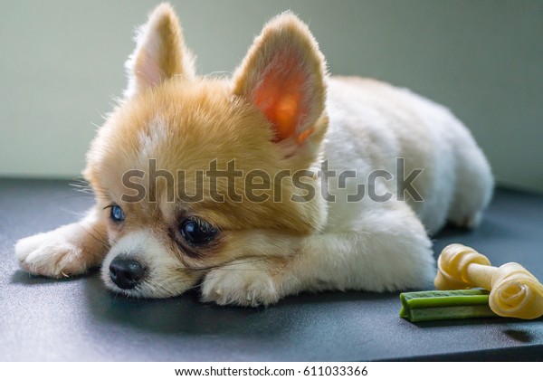 朝食と一緒に寂しくテーブルの上に横たわるポメラニアの犬 拒食症 不健康で病気の犬のコンセプトを抑えなさい の写真素材 今すぐ編集