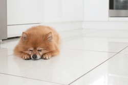 A Pomeranian Dog Lying On Kitchen Floor, Waiting For Owner To Come Home
