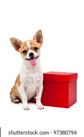 Pomeranian Dog Next To An Red Present Box, Over White