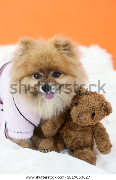 teddy bear animals