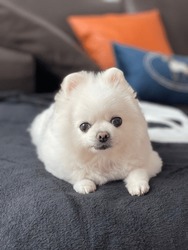 Pomeranian Dog On Camera So Cute