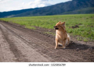 Pomeranian Dog On Dirt Road With Hair Blowing In Wind