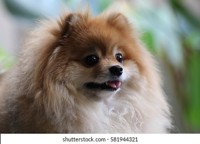 Pomeranian dog on green background