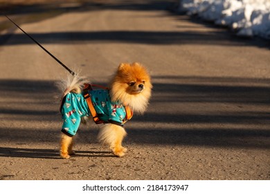 A Pomeranian Dog On A Leash.