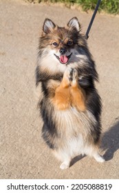 Pomeranian Dog On A Leash Standing