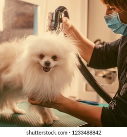 Pomeranian dog on the table for grooming in salon for dogs. Toned image. The concept of popularizing haircuts and caring for dogs. Drying of wool with a special hair dryer of spitz dog close up