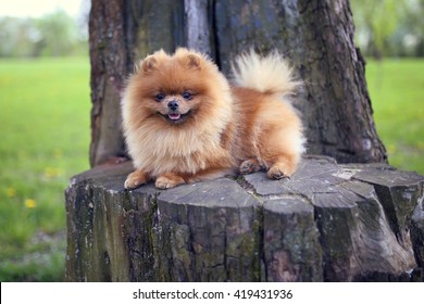 Pomeranian dog on a walk. Dog outdoor. Beautiful dog