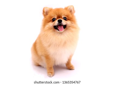 Pomeranian Dog On A White Background.