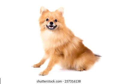 Pomeranian Dog  On White Background