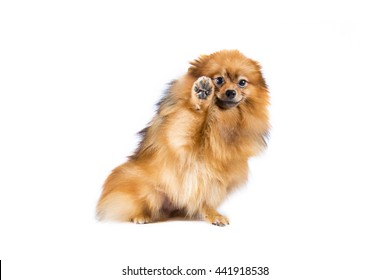 Pomeranian Dog On White Background.