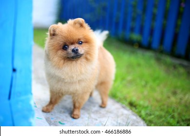 Pomeranian dog outdoor. Pomeranian dog near blue fence. Beautiful and clever dog