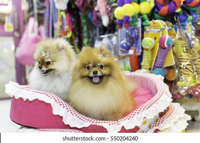 Pomeranian Dog In Pet Store