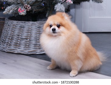 Pomeranian Dog Pose After Grooming. Elegant Haircut