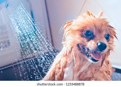Pomeranian dog with red hair in the bathroom in the beauty salon for dogs. Toned image. The concept of caring for dogs. Cute spitz dog in the washing process. muzzle portrait with shower close