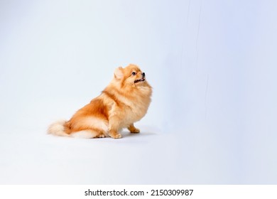 Pomeranian Pomeranian Dog Shorn According To The Breed Standard Side View.