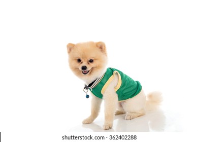 Pomeranian Dog Short Hair On White Stock Photo 362402288 | Shutterstock