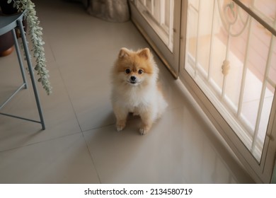 Pomeranian Dog Sits At The Door And Wants To Go Outside. A Dog Laying Down In Front Of A Front Door With A Sad Expression Waiting For The Arrival Her Owner To Come Home