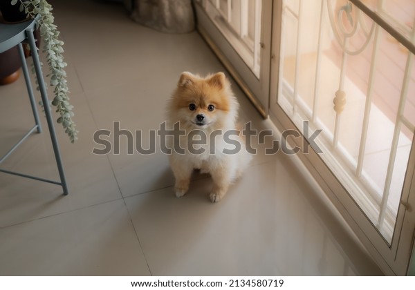 Pomeranian dog sits at the door\
and wants to go outside. A dog laying down in front of a front door\
with a sad expression waiting for the arrival her owner to come\
home