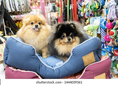 Pomeranian Dog Sitting On The Bed In Pet Store