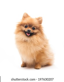pomeranian dog sitting on isolated background.