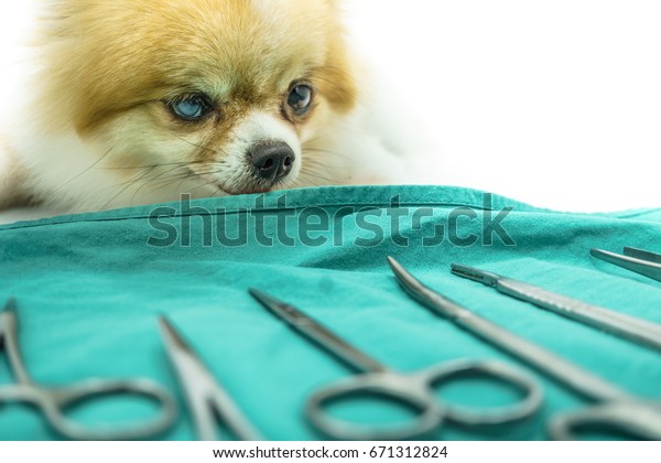 Pomeranian Dog Sitting On White Floor Stock Photo Edit Now 671312824