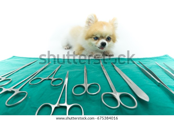 Pomeranian Dog Sitting On White Floor Stock Photo Edit Now 675384016