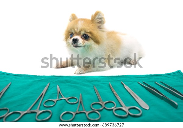 Pomeranian Dog Sitting On White Floor Stock Photo Edit Now 689736727