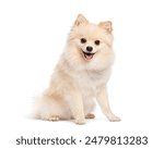 Pomeranian dog sitting and panting with its tongue out, looking happy