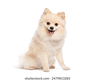 Pomeranian dog sitting and panting with its tongue out, looking happy - Powered by Shutterstock