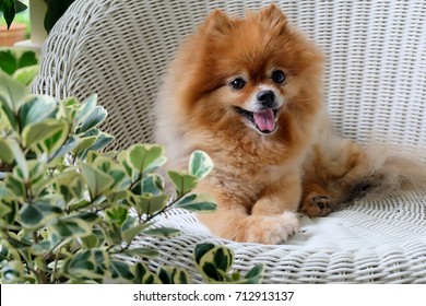pomeranian dog smile,animal playing outside smiles,happy face