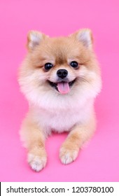 White Pomeranian Puppy Pink Background Images Stock Photos Vectors Shutterstock