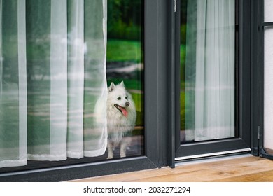 Pomeranian Dog Standing Behind Window