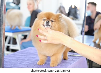 A Pomeranian Dog Stands On A Grooming Table After A Haircut.