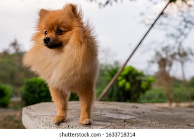 The Pomeranian Dog Stands On A Table With The Wind Blowing Its Brown Fur Blown By The Wind.