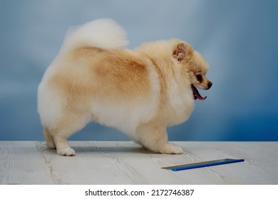 Pomeranian Dog Stands Sideways After A Haircut In An Animal Salon.