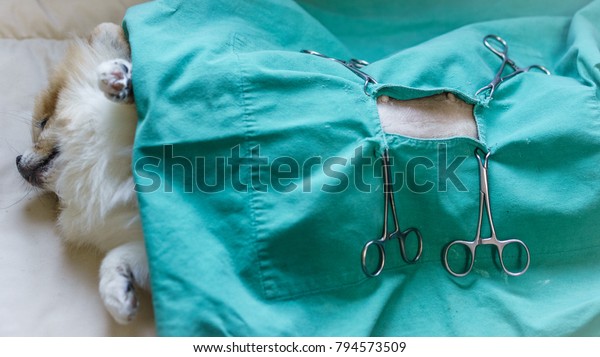 Pomeranian Dog Sterilization Operation Dog Lying Stock Photo Edit