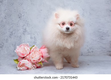 Pomeranian Pomeranian Dog In Sunglasses