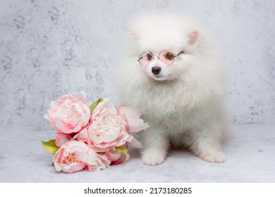 Pomeranian Pomeranian Dog In Sunglasses