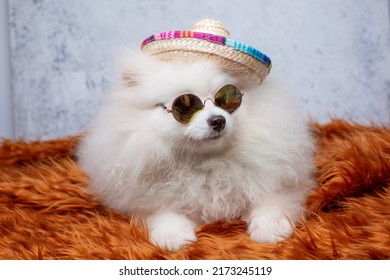 Pomeranian Pomeranian Dog In Sunglasses