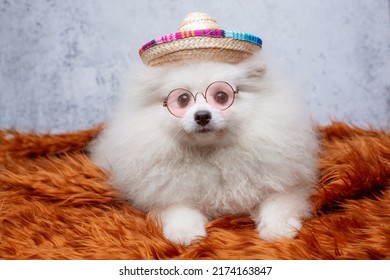 Pomeranian Pomeranian Dog In Sunglasses