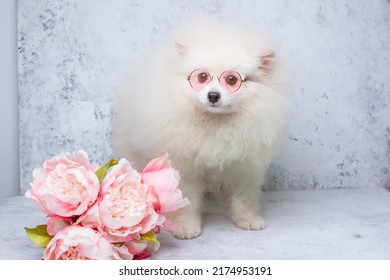 Pomeranian Pomeranian Dog In Sunglasses