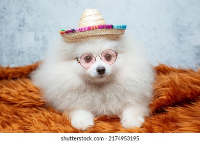 Pomeranian Pomeranian Dog In Sunglasses