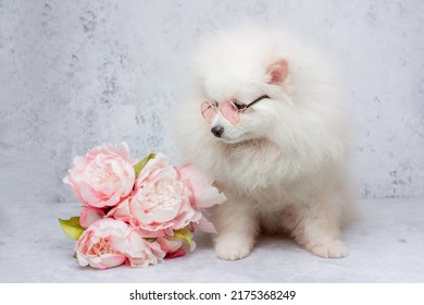 Pomeranian Pomeranian Dog In Sunglasses