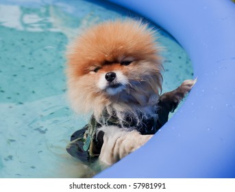 Pomeranian Dog Swimming In A Kids Pool