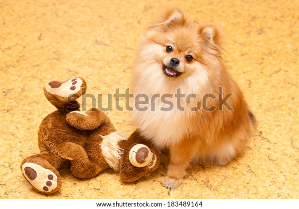 skildpadde Meningsfuld kompliceret Pomeranian Dog Toy Teddy Bear Small Stock Photo (Edit Now) 183489164